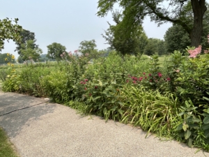 Elm Grove Village Park Monarch Waystation