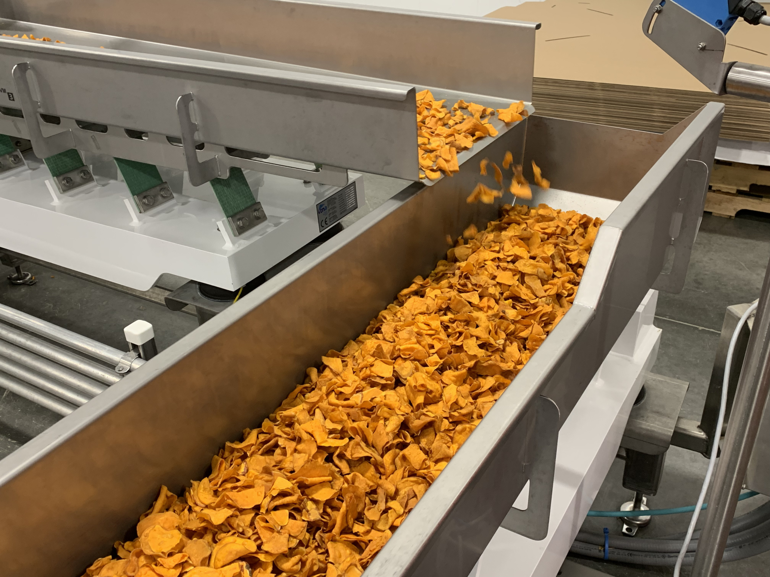 Jackson's sweet potato chips on production line