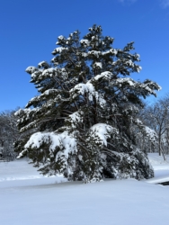 A majestic Scotch Pine burdened with snow.