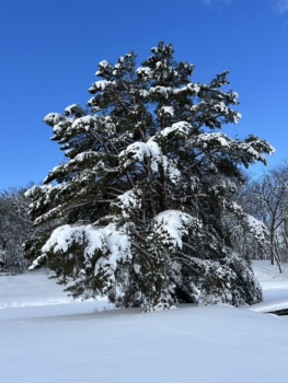 A majestic Scotch Pine burdened with snow.