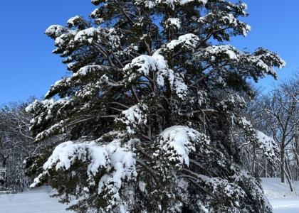 Will My Trees and Shrubs Survive the Snow? 