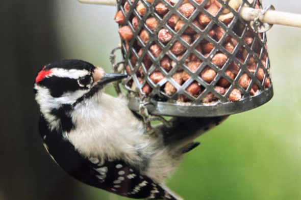 downy woodpecker eating from a feeder
