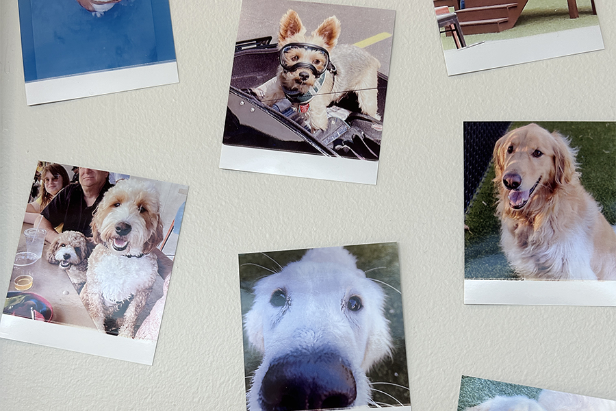Photos of happy dogs
