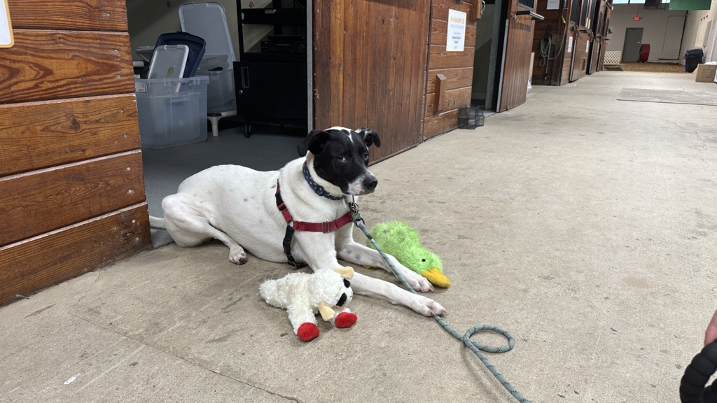 Jade the dog and her toys